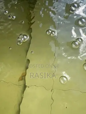 Algae Fish
