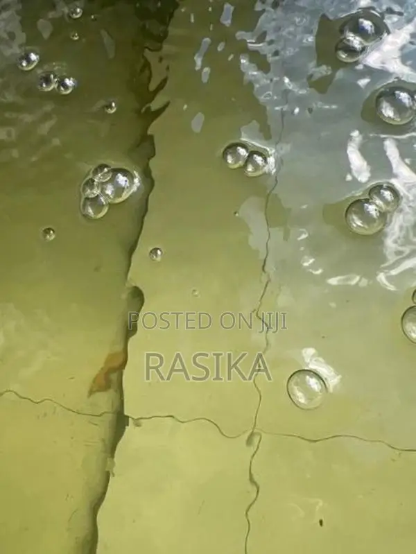 Algae Fish