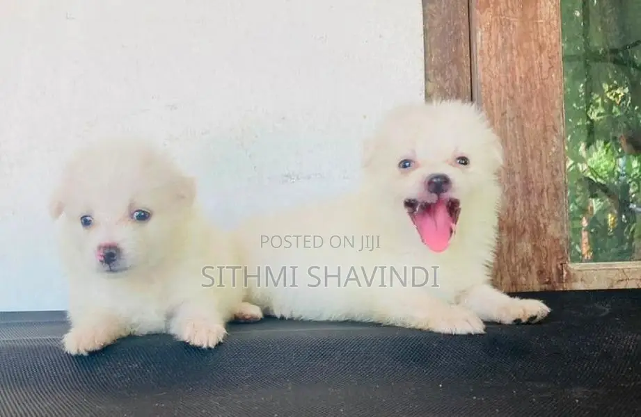Lion Pomeranian Puppies