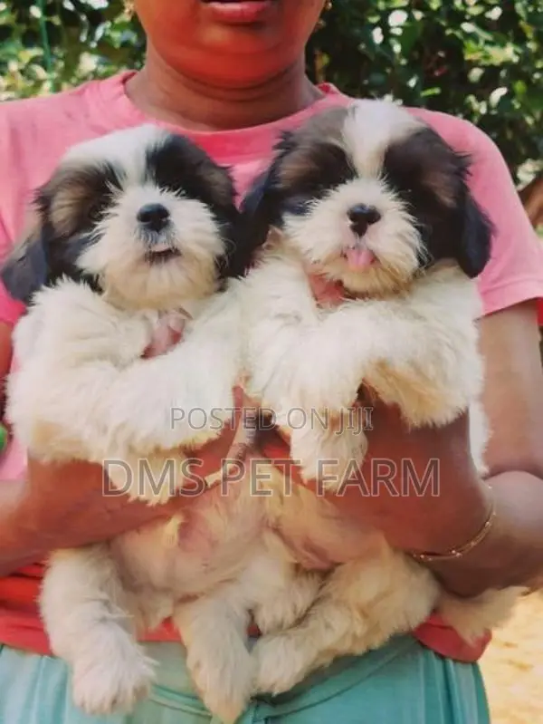 Shih Tzu Puppies