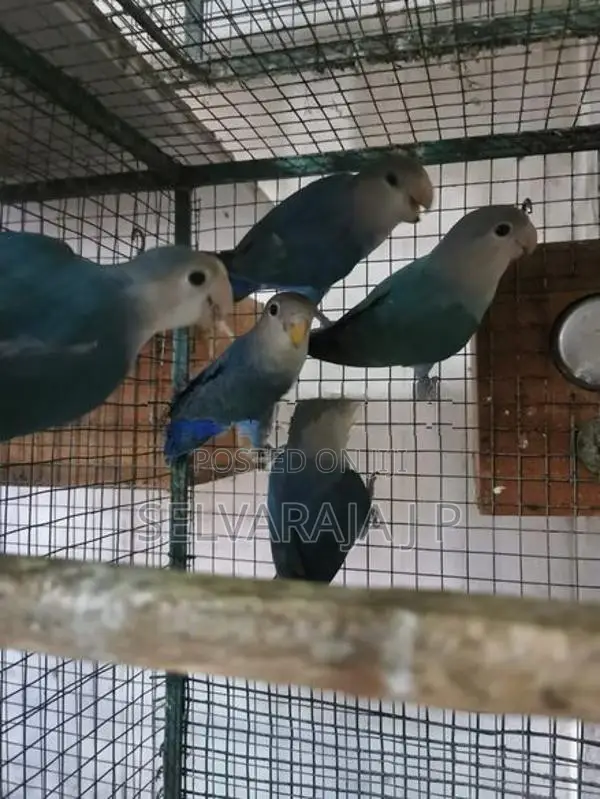African Love Birds