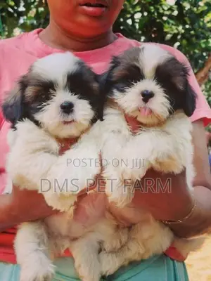 Shih Tzu Puppies