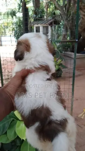 Shih Tzu Puppies