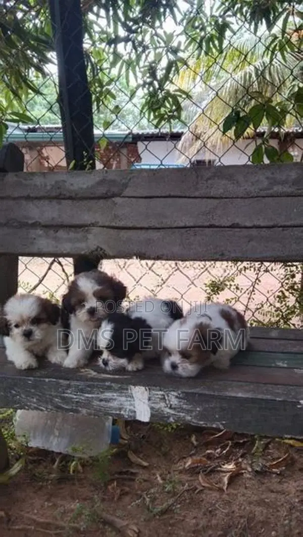 Shih Tzu Puppies