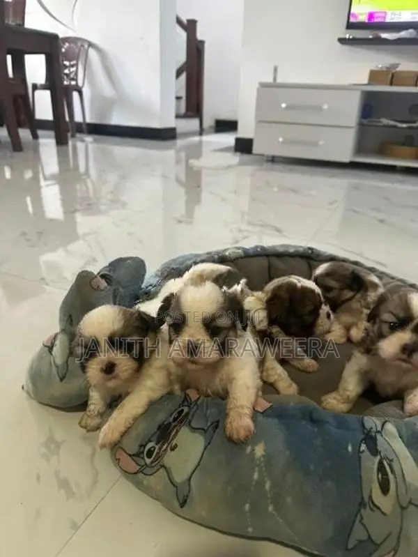 Shih Tzu Puppies
