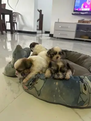 Shih Tzu Puppies