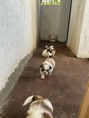 Shih Tzu Puppies