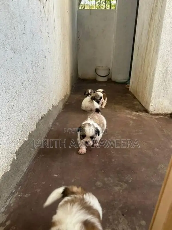 Shih Tzu Puppies