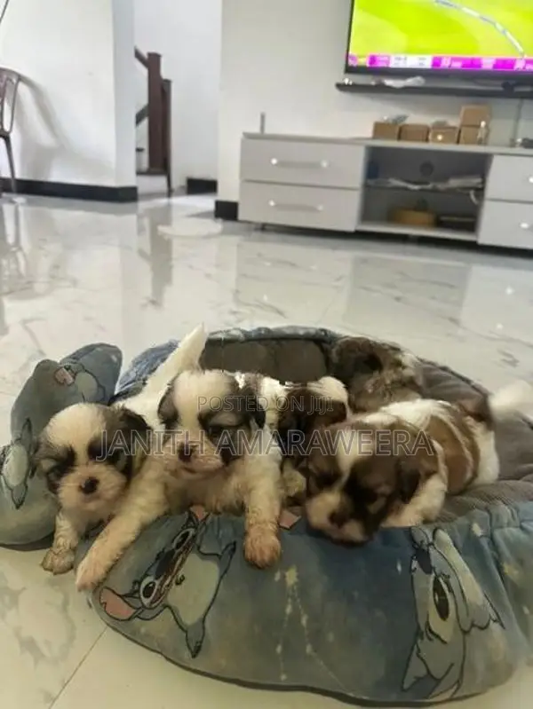 Shih Tzu Puppies