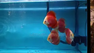 Red Mellon Discus Fish