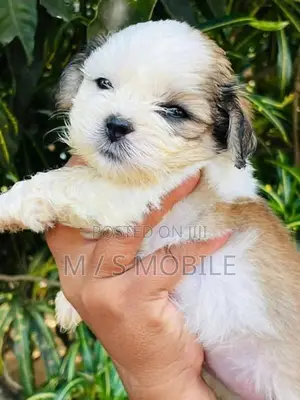 Shih Tzu Puppies
