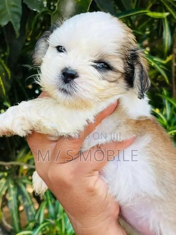 Shih Tzu Puppies