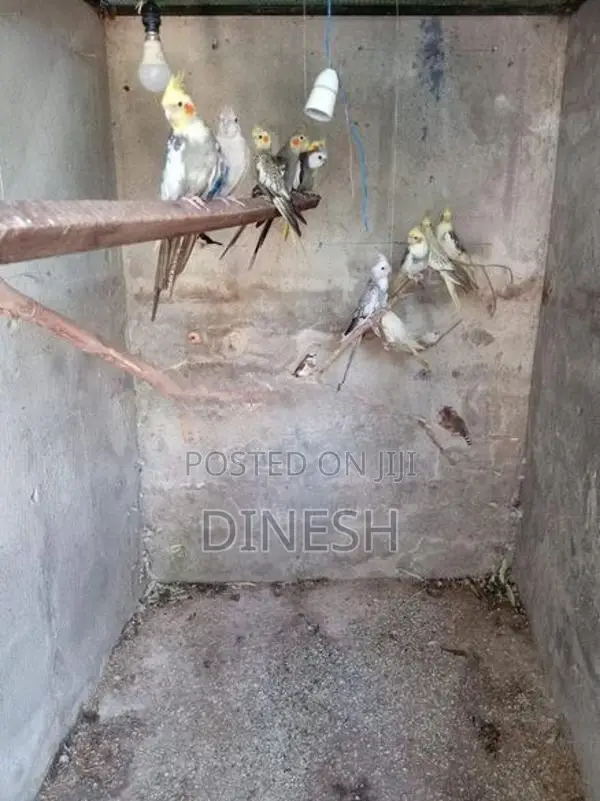 Cockatiel Birds