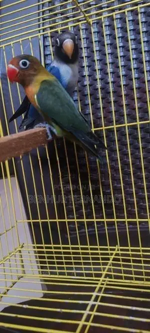 African Love Birds