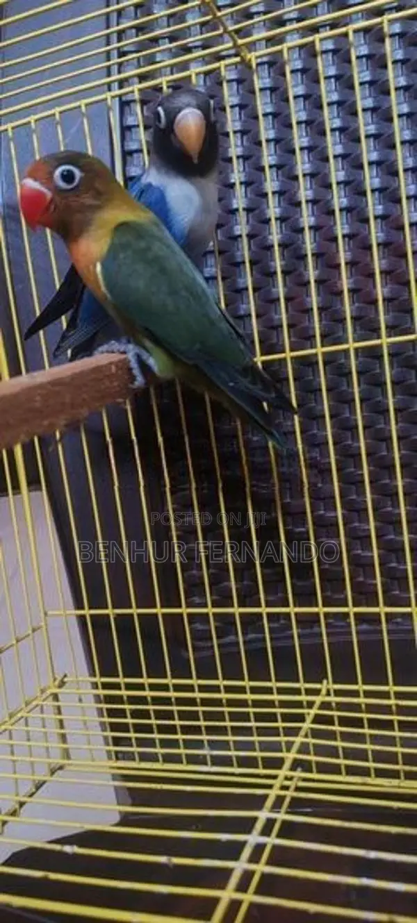 African Love Birds