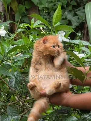 Persian Kitten