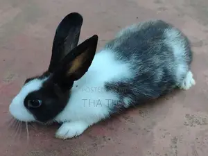 Angora Rabbit