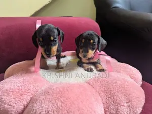 Dachshund puppies