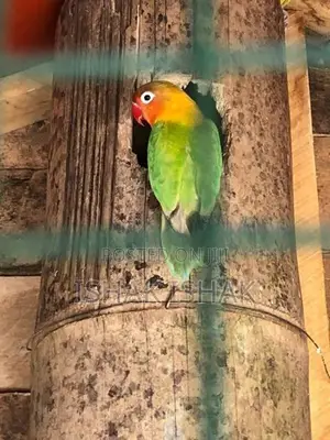 African Love Birds