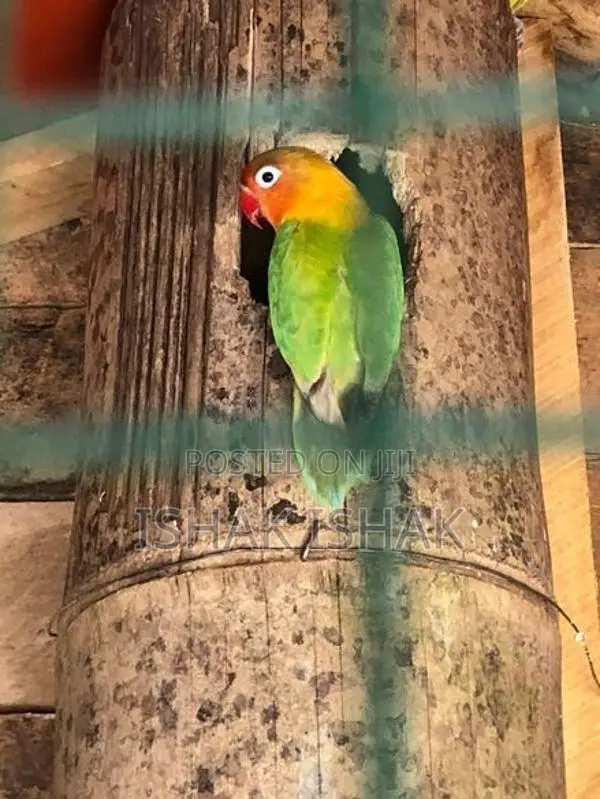 African Love Birds