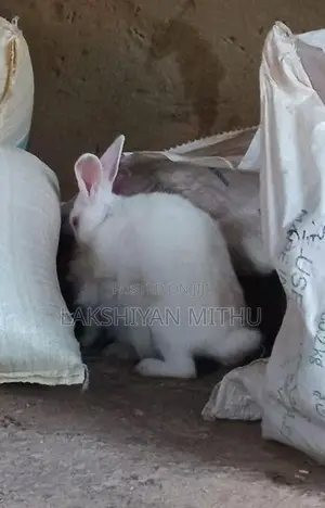 Rabbit