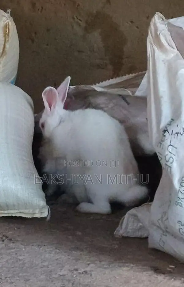 Rabbit