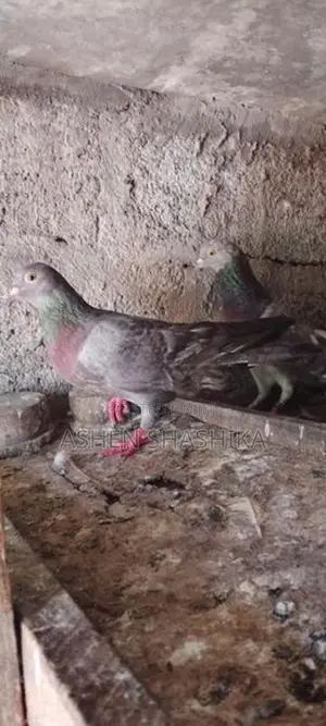 Pigeons