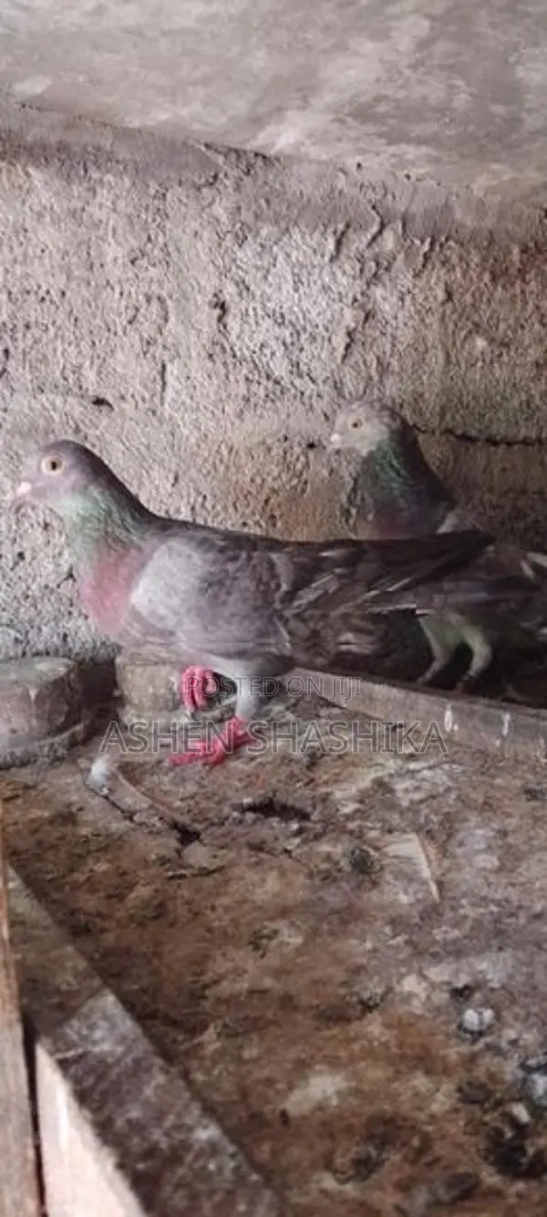 Pigeons