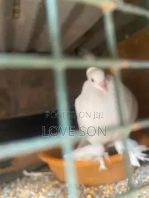 Pigeon