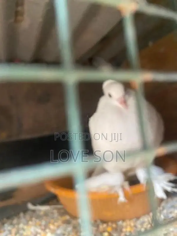 Pigeon