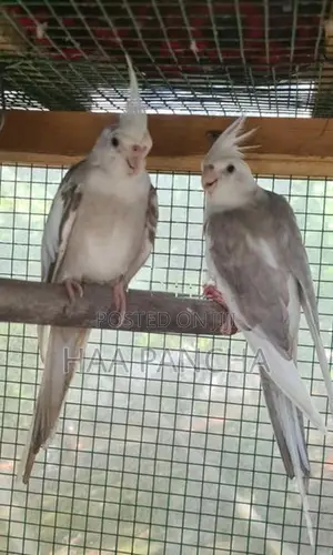 Cockatiel Bird