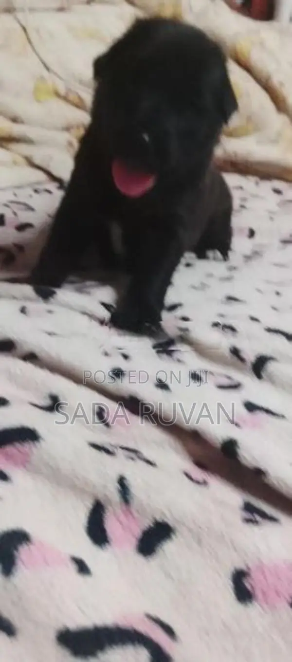 German Shepherd Cross Puppy