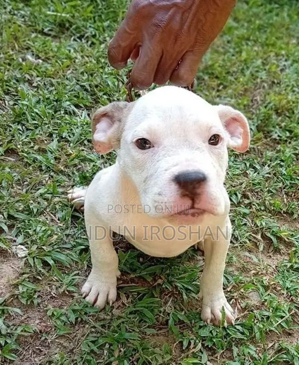 American bully puppies