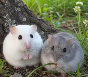 Hamsters/ හැම්ස්ටර්