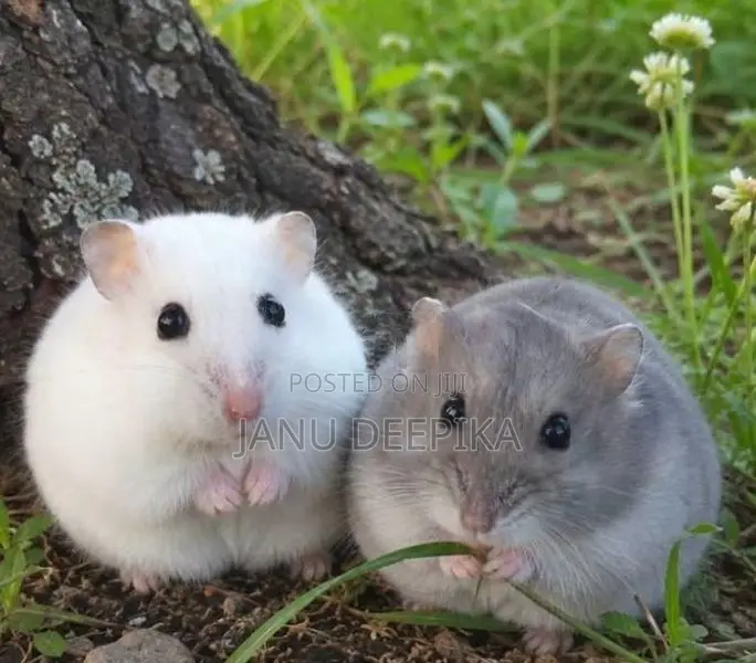 Hamsters/ හැම්ස්ටර්