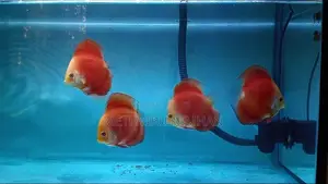 Red Mellon Discus Fish