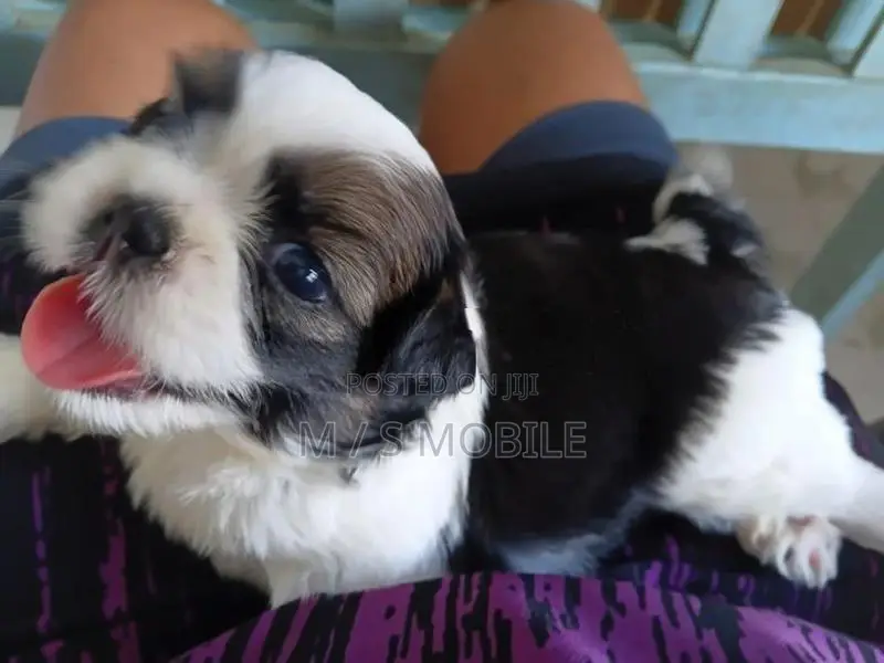 Shih Tzu Puppies
