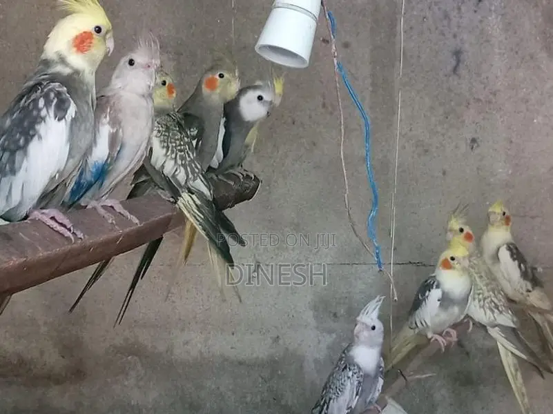 Cockatiel Birds