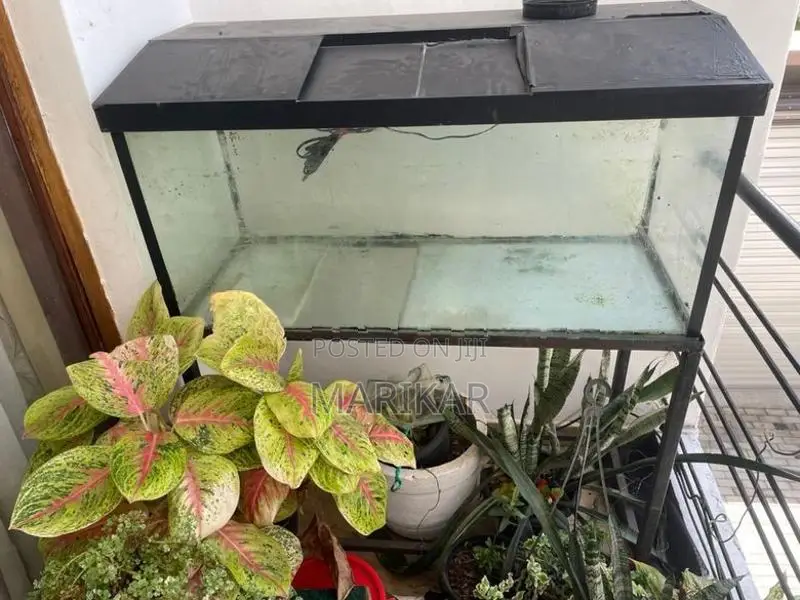 3ft Fish Tank