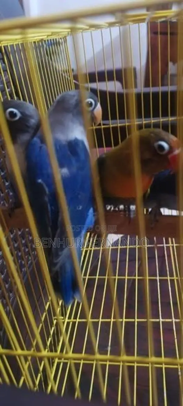 African Love Birds