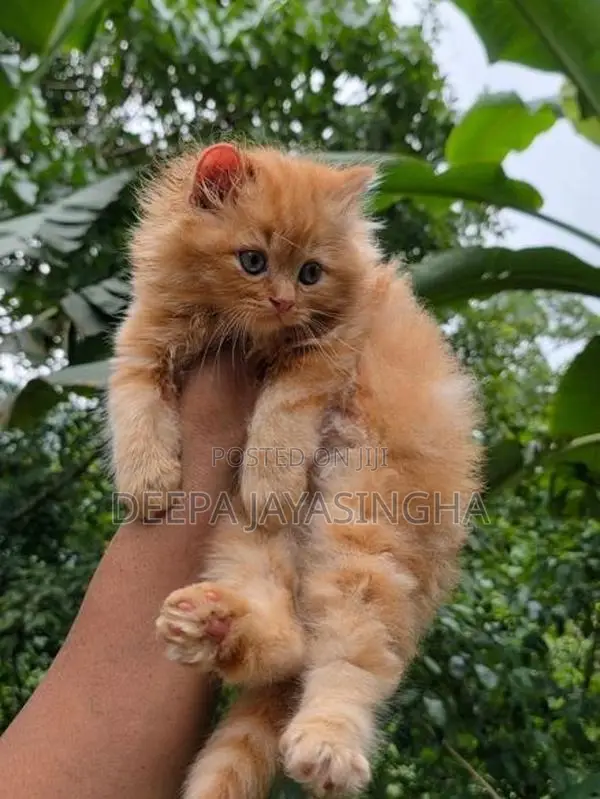 Persian Kitten