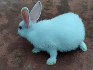 Angora Rabbit