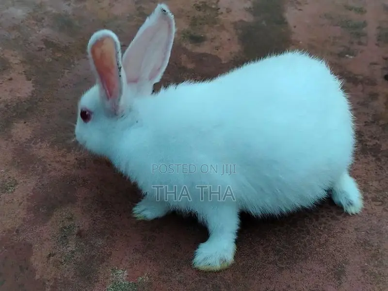 Angora Rabbit