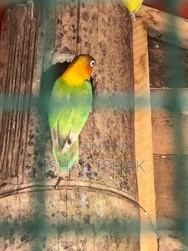 African Love Birds