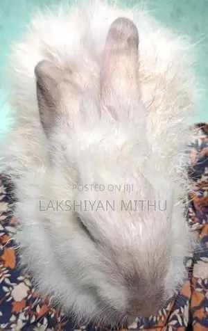 Rabbit