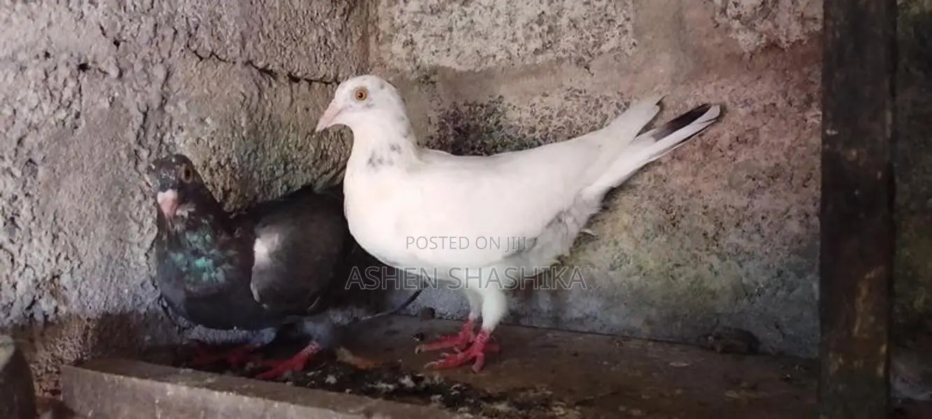 Pigeons