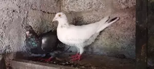 Pigeons