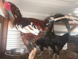 Rooster