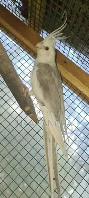 Cockatiel Bird