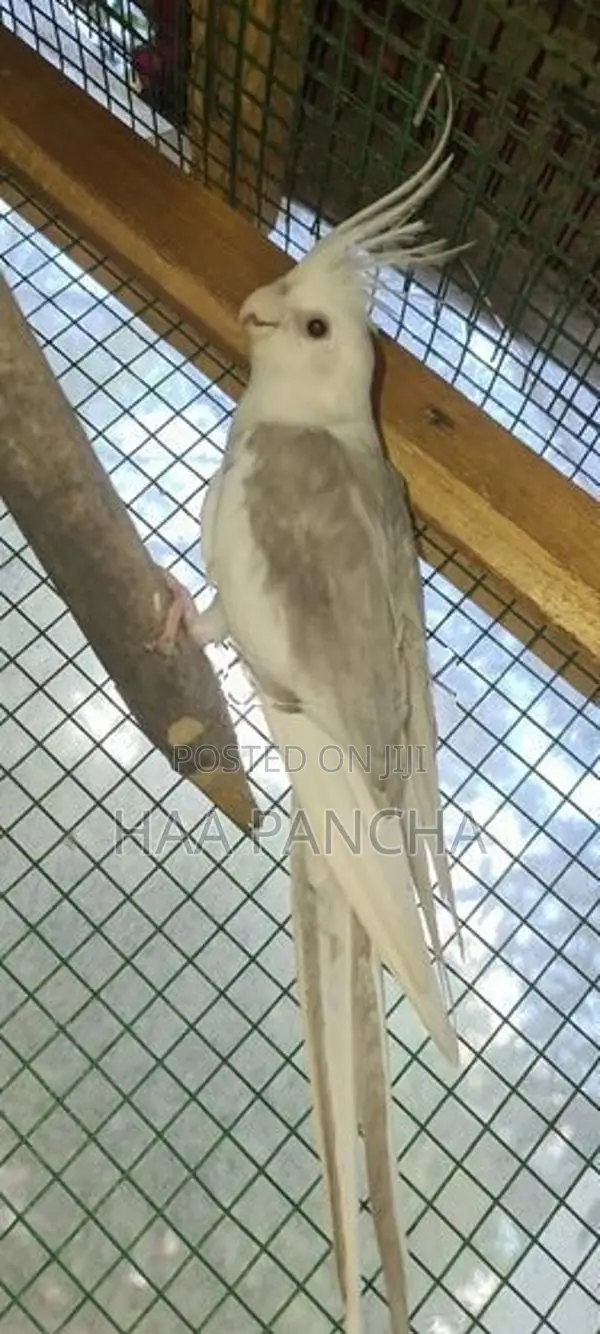 Cockatiel Bird